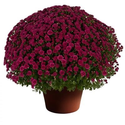 Chrysanthemum x morifolium 'Purple'