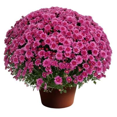 Chrysanthemum x morifolium 'Cheryl™ Pink Improved'