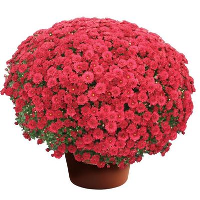 Chrysanthemum x morifolium Danielle™ 'Red'