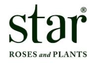 Star Roses and Plants