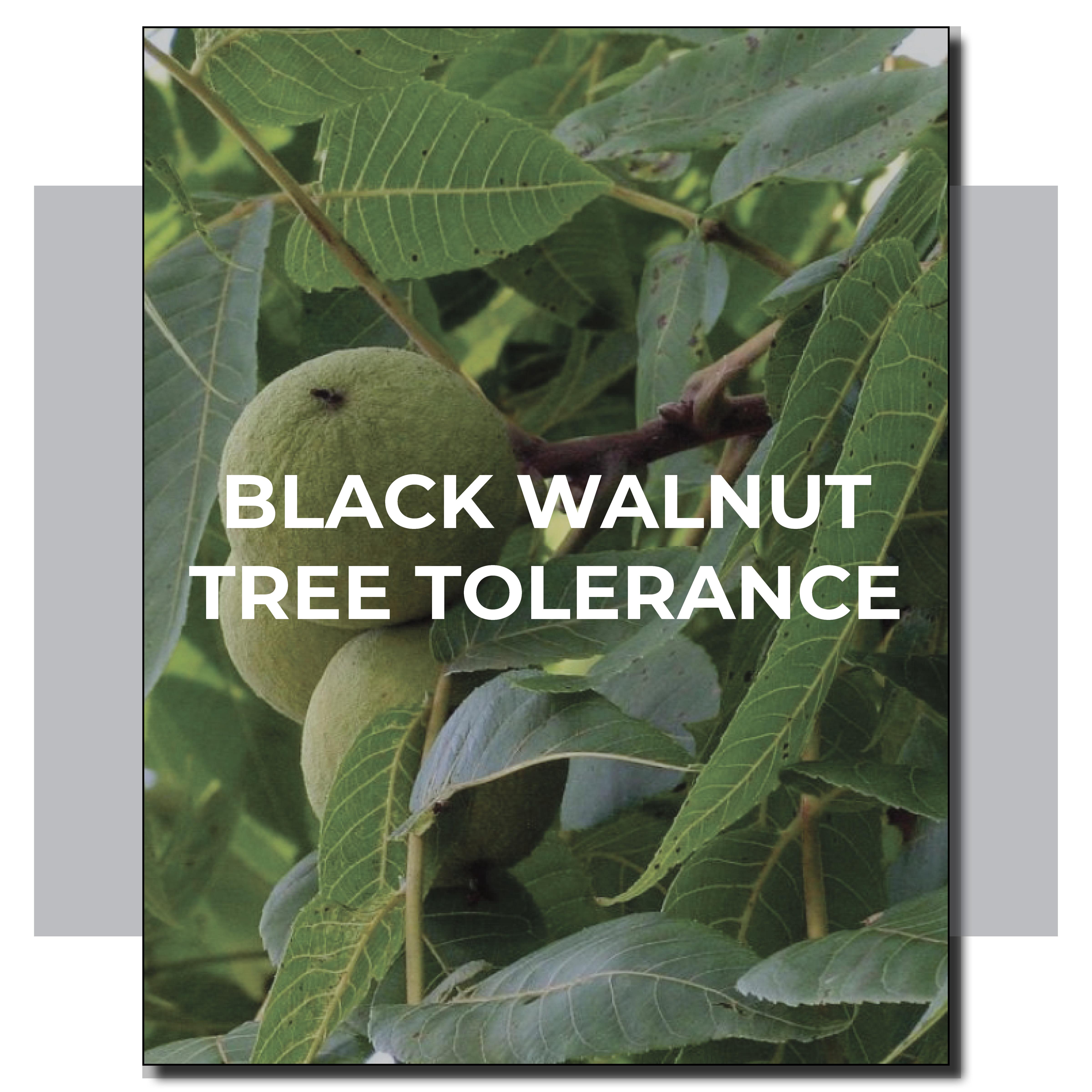 Black Walnut Tolerant