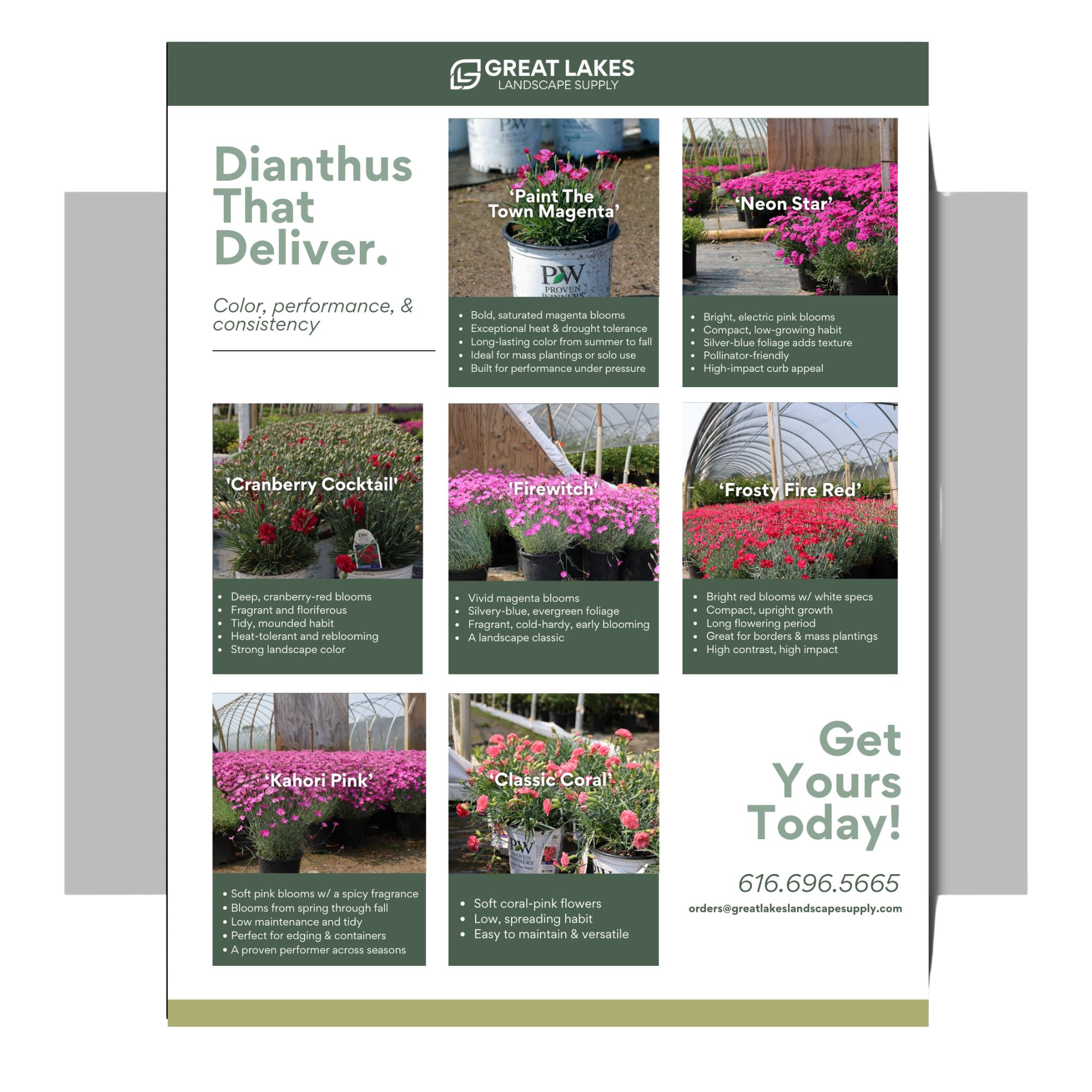 Dianthus' That Deliver