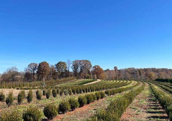 NC Trees