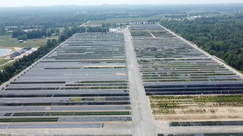 West Olive - Nursery Pick Ups & Growing Facility