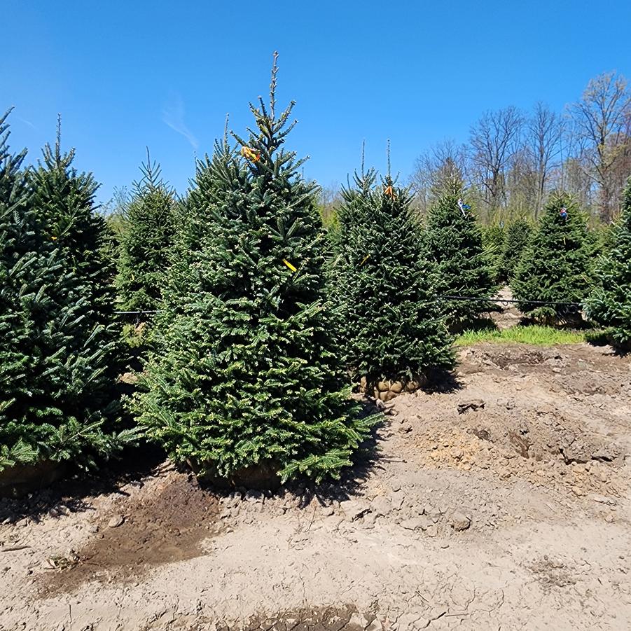 Abies balsamea 