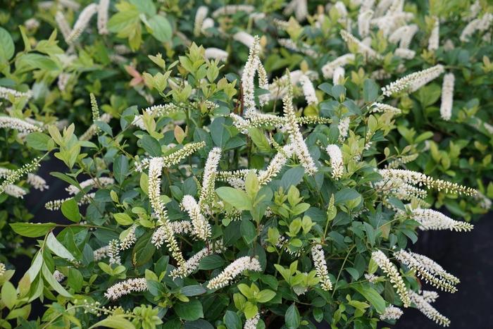 Itea virginica Scentlandia&reg;