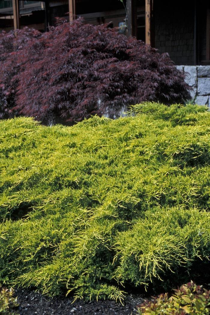 Juniperus chinensis Gold Coast&reg;