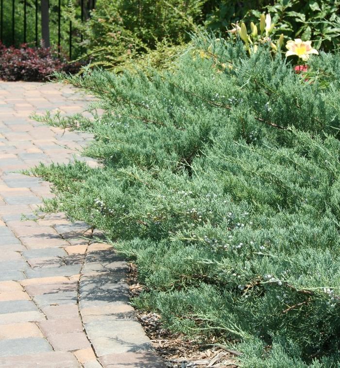 Juniperus virginiana Grey Guardian&trade;