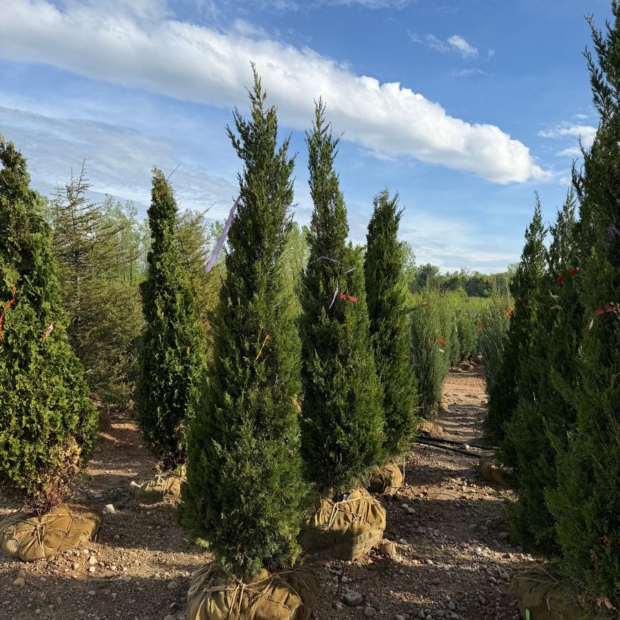Juniperus virginiana Hillspire