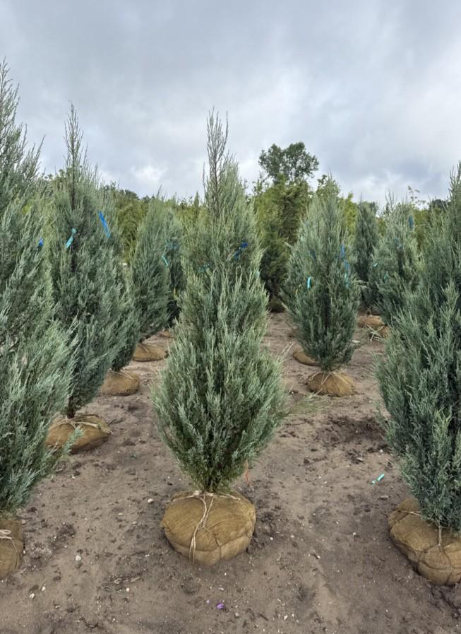 Juniperus scopulorum 'Blue Arrow' - Juniper from Great Lakes Landscape Supply