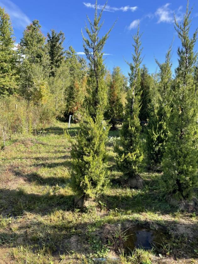 Juniperus chinensis Fairview
