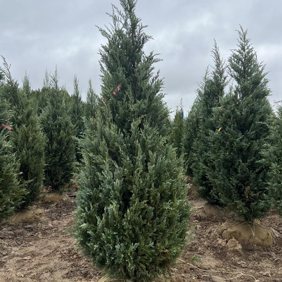 Juniperus scopulorum Moonglow