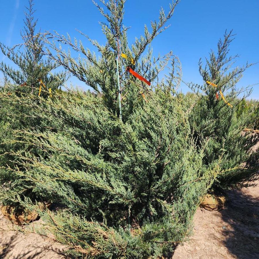 Juniperus virginiana Burkii