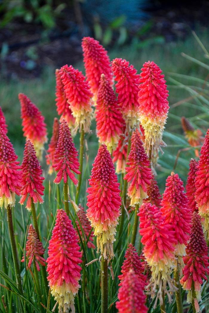 Kniphofia Pyromania&reg; Rocket's Red Glare