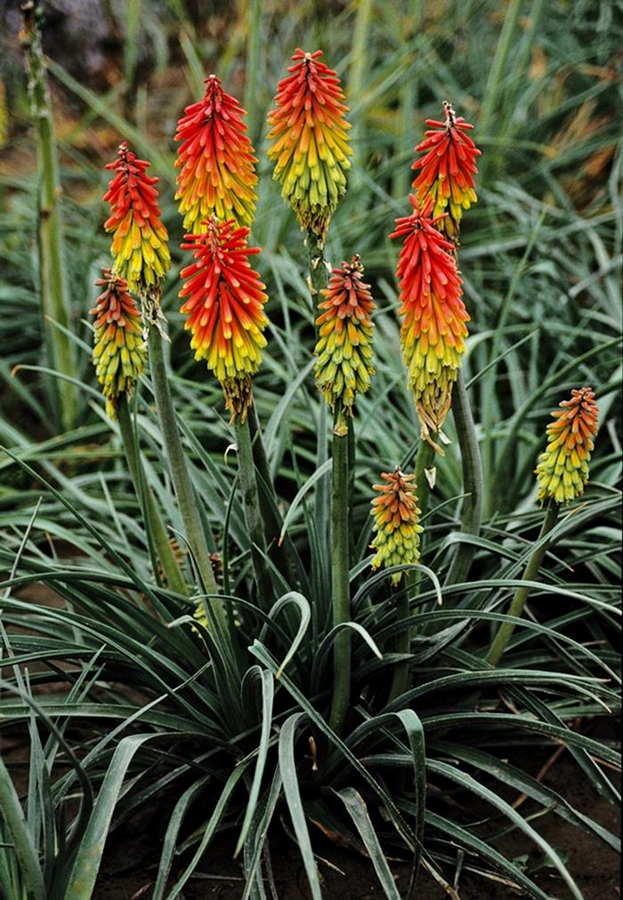 Kniphofia hirsuta Fire Dance