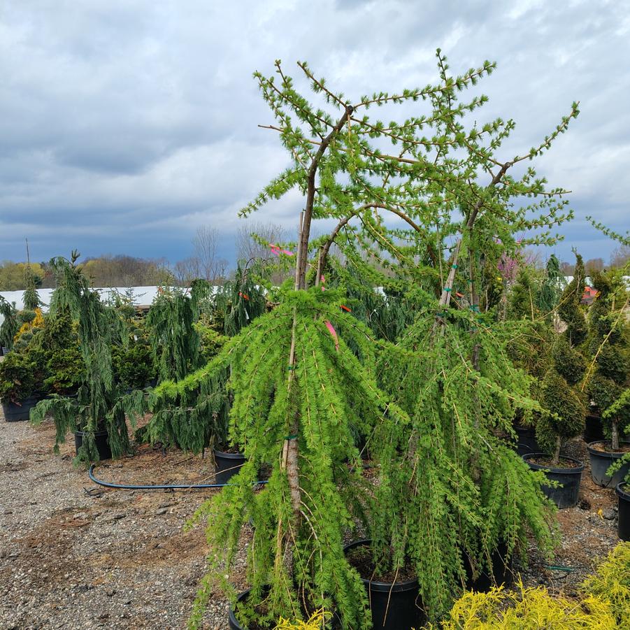 Larix decidua Varied Directions