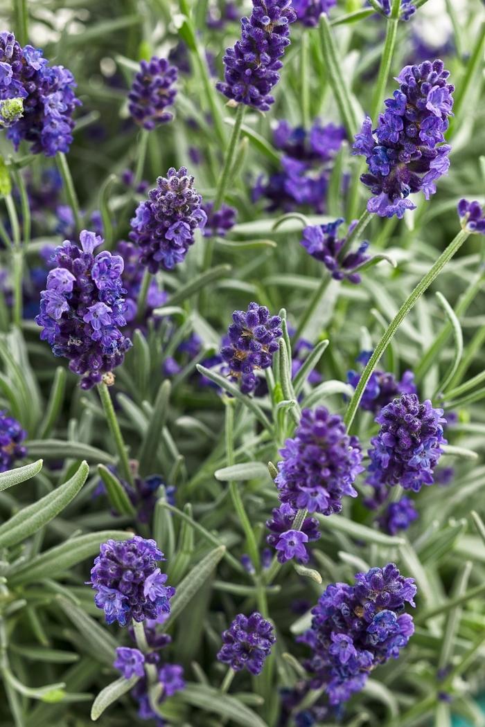 Lavandula angustifolia Sweet Romance&reg;