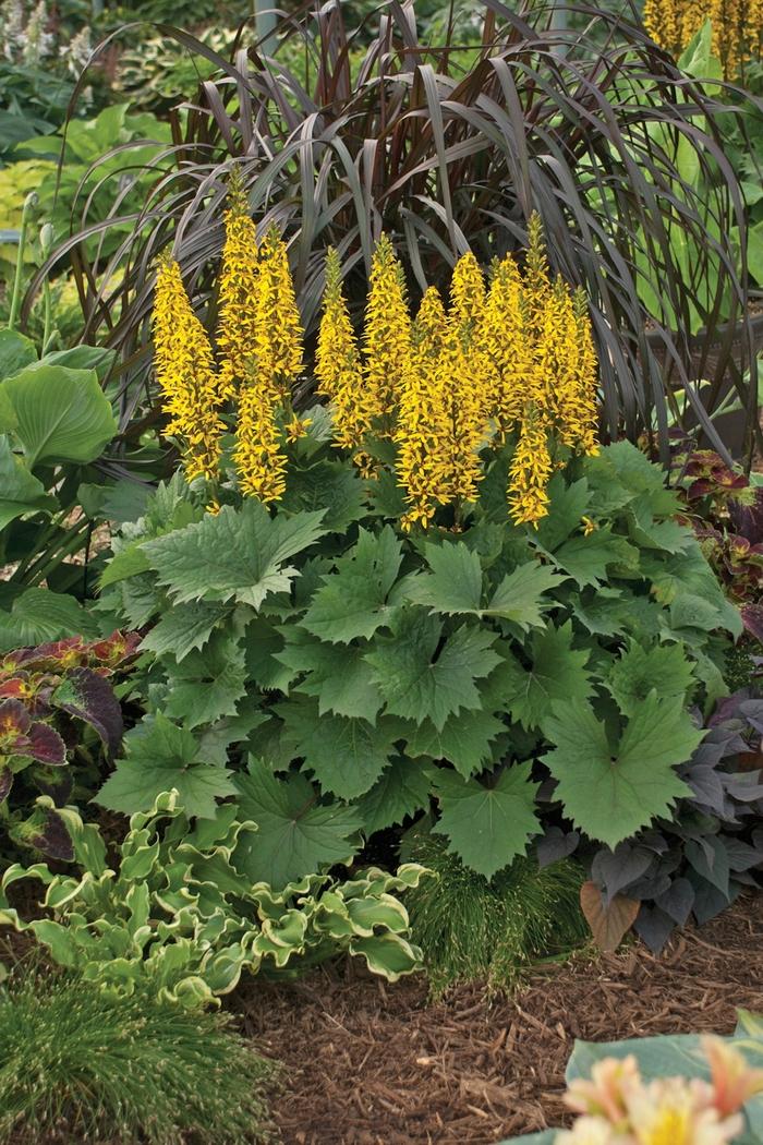 Ligularia Bottle Rocket