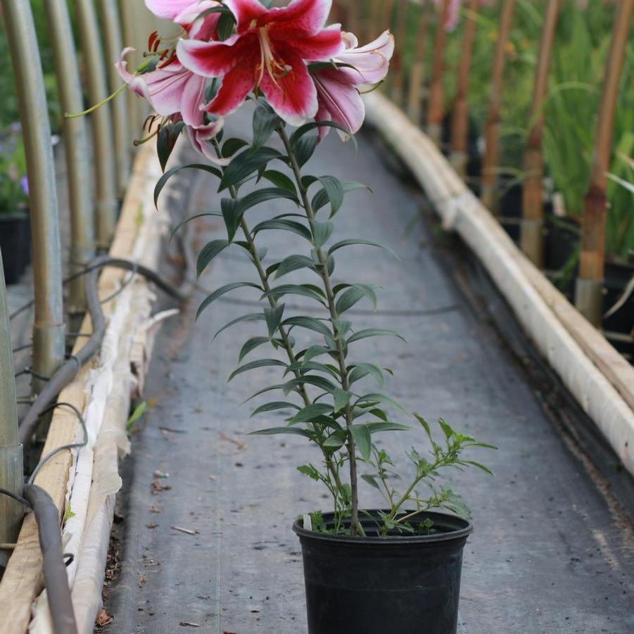 Lilium Star Gazer