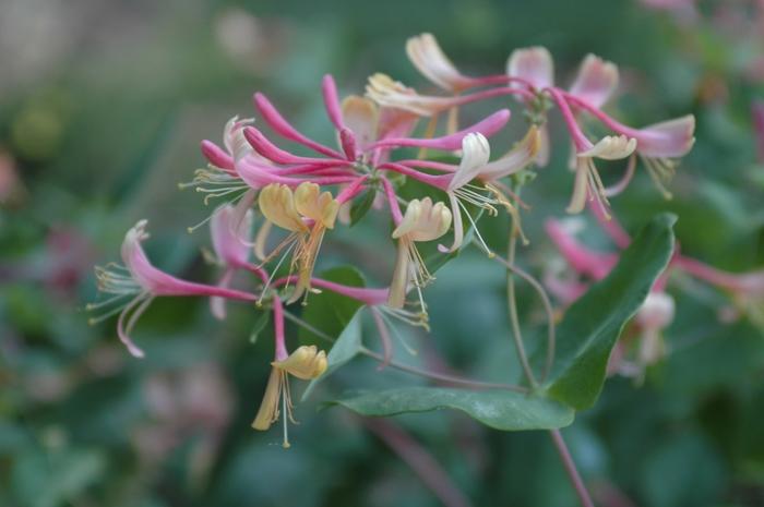 Lonicera x heckrottii Goldflame (American Beauty)