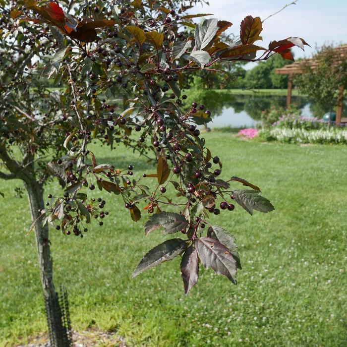 Malus Royal Rain Drops