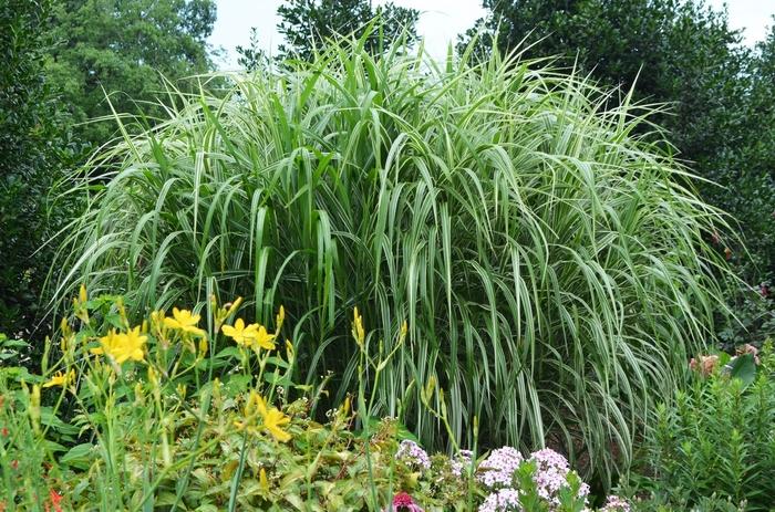 Miscanthus sinensis Cosmopolitan