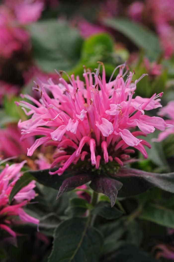 Monarda didyma Balmy&trade; Pink