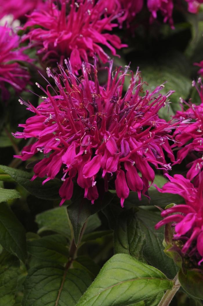 Monarda didyma Balmy&trade; Purple