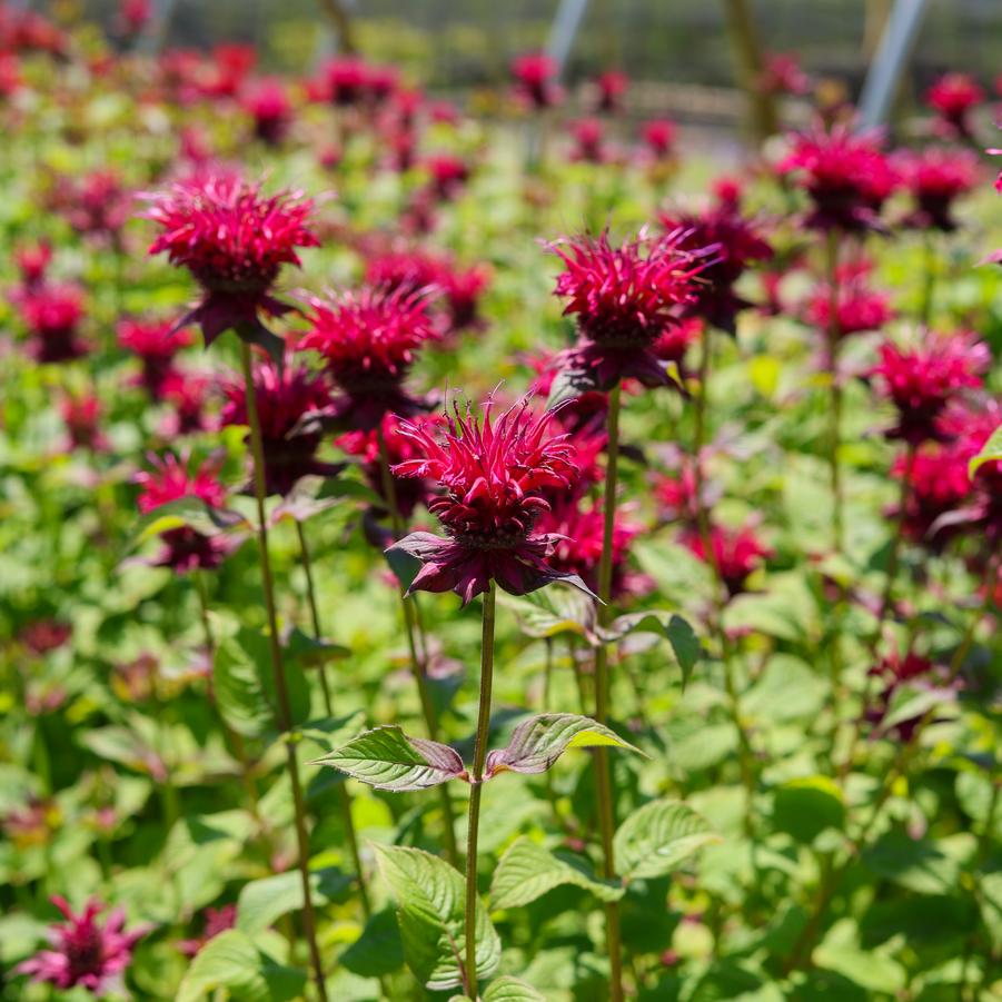 Monarda Raspberry Wine