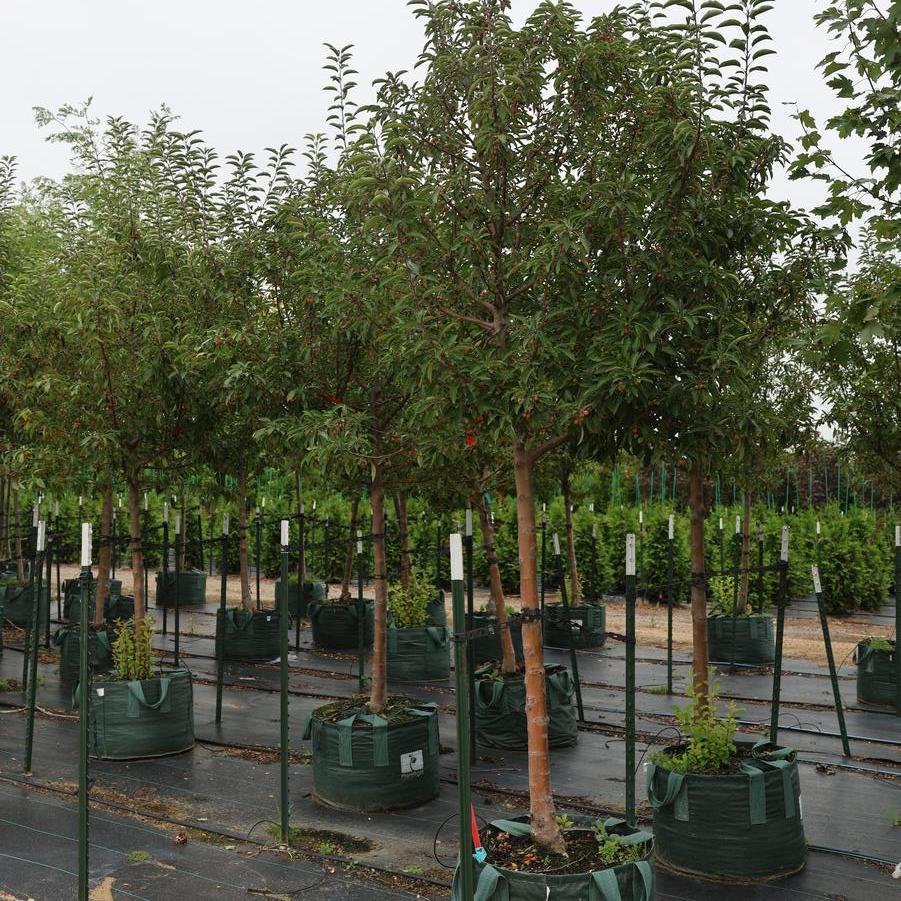 Malus 'Sutyzam'