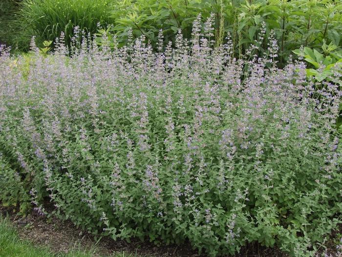 Nepeta Six Hill's Giant