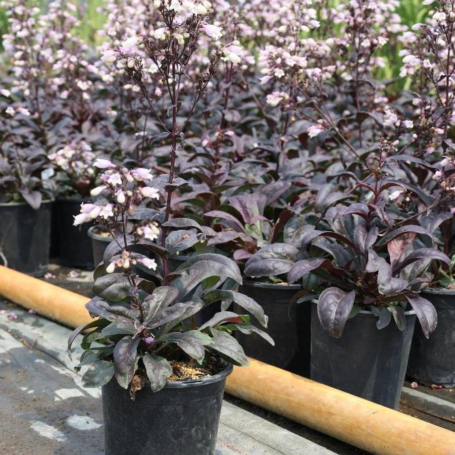 Ophiopogon planiscapus Black Beard