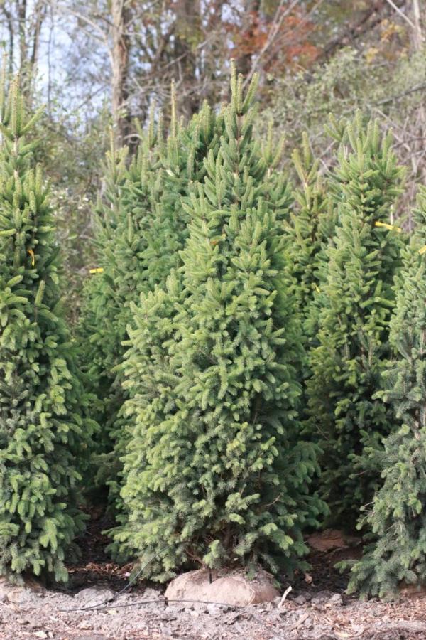Picea abies 'Cupressina' - Norway Spruce from Great Lakes Landscape Supply