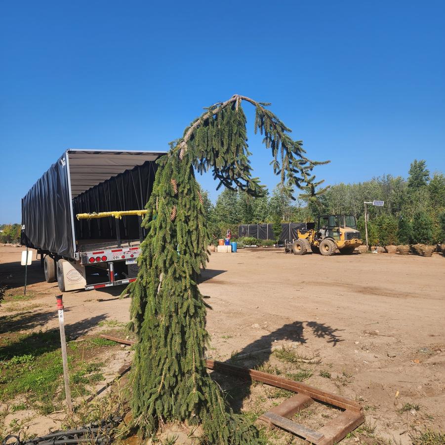Picea abies 'Pendula' - Weeping Norway Spruce from Great Lakes Landscape Supply