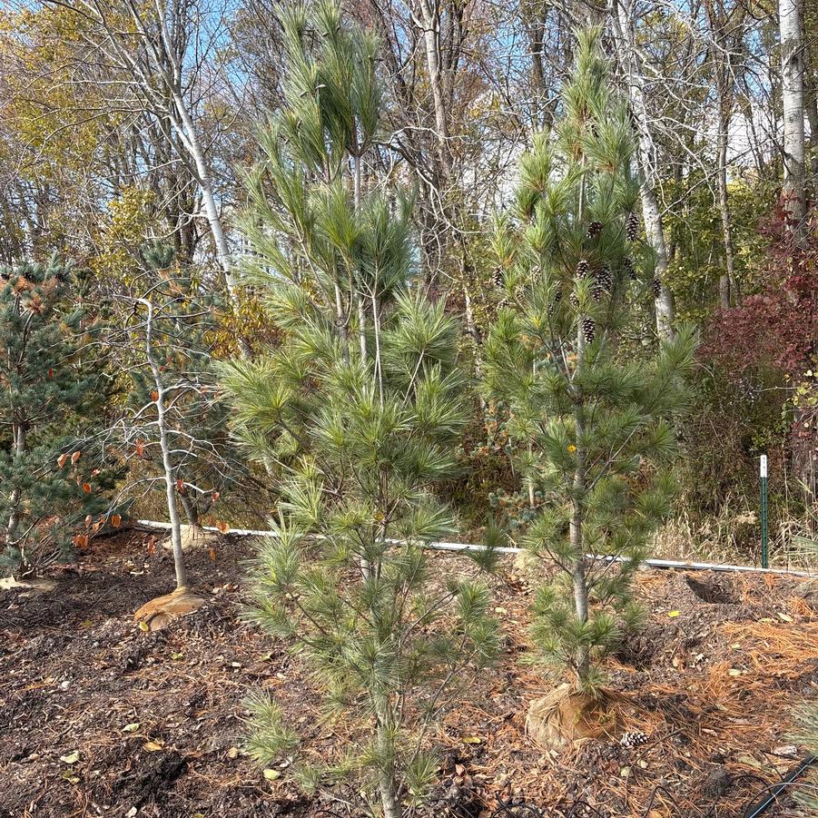 Pinus strobus Fastigiata