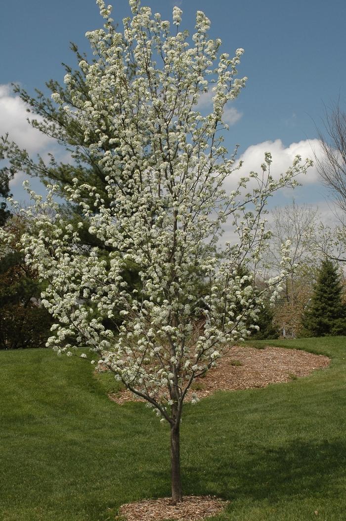 Pyrus calleryana Redspire