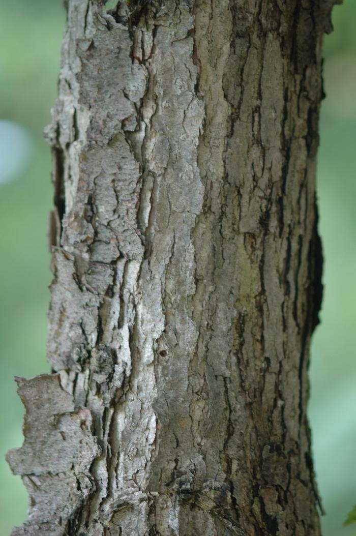 Quercus muehlenbergii 