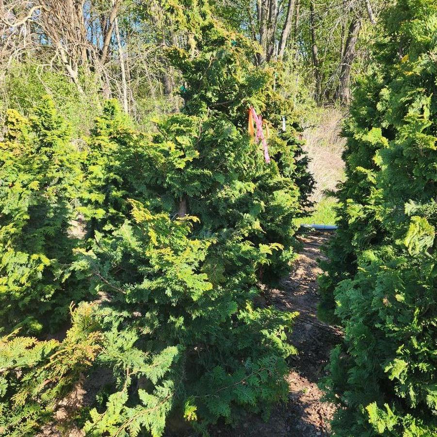 Chamaecyparis obtusa Wells Special
