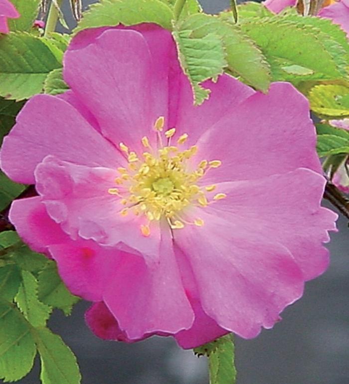 Rosa carolina 