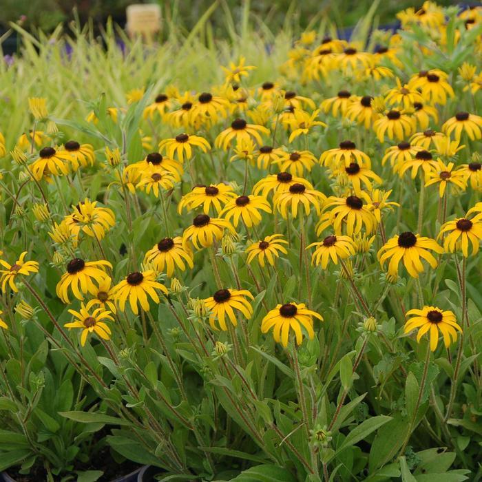 Rudbeckia American Gold Rush
