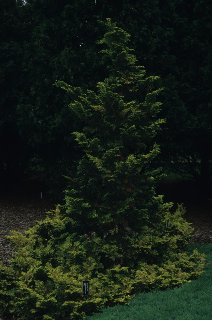Chamaecyparis obtusa Aurea