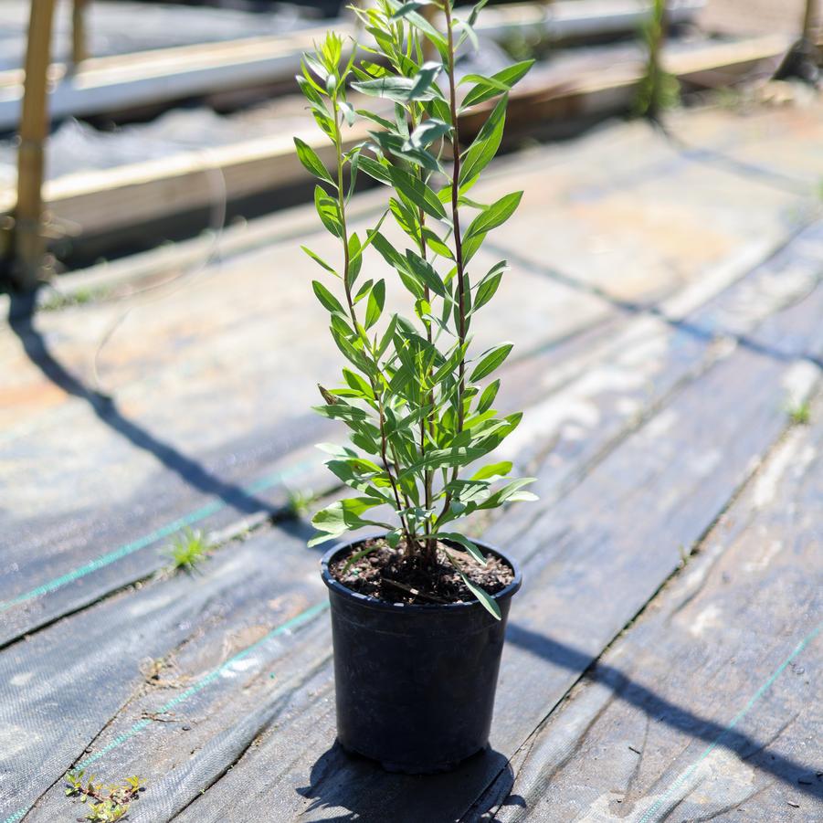Solidago speciosa 