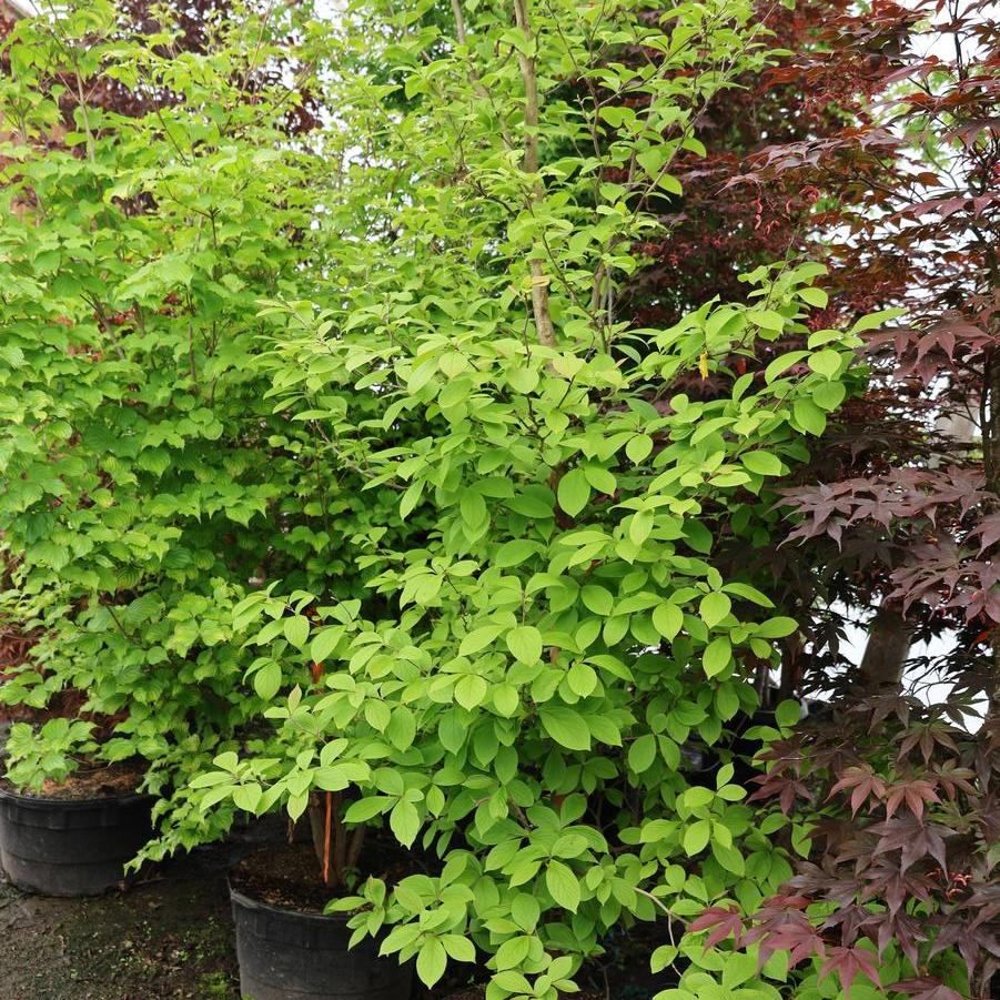 Stewartia pseudocamellia 