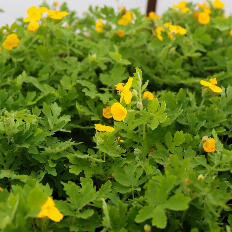Stylophorum diphyllum 