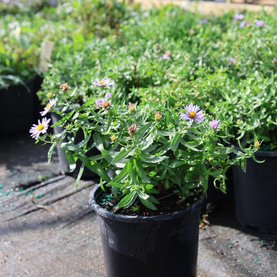 Symphyotrichum oblongifolium 