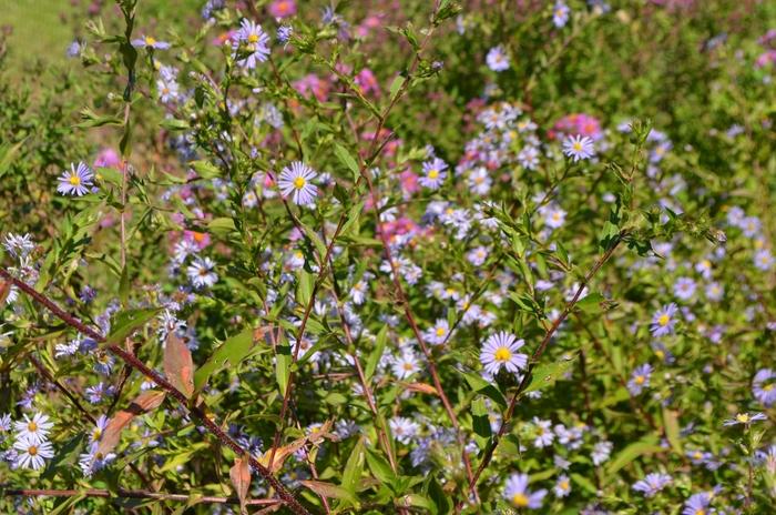 Symphyotrichum puniceum 