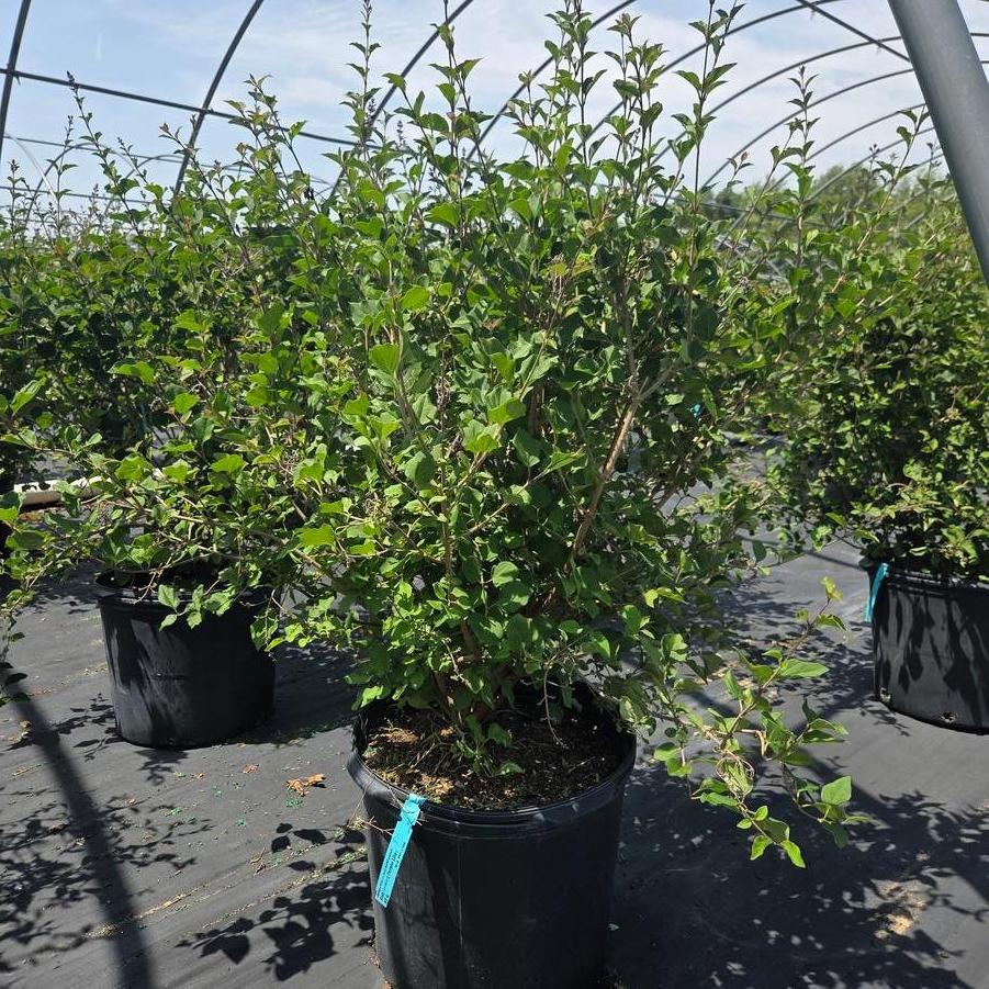 Syringa vulgaris 