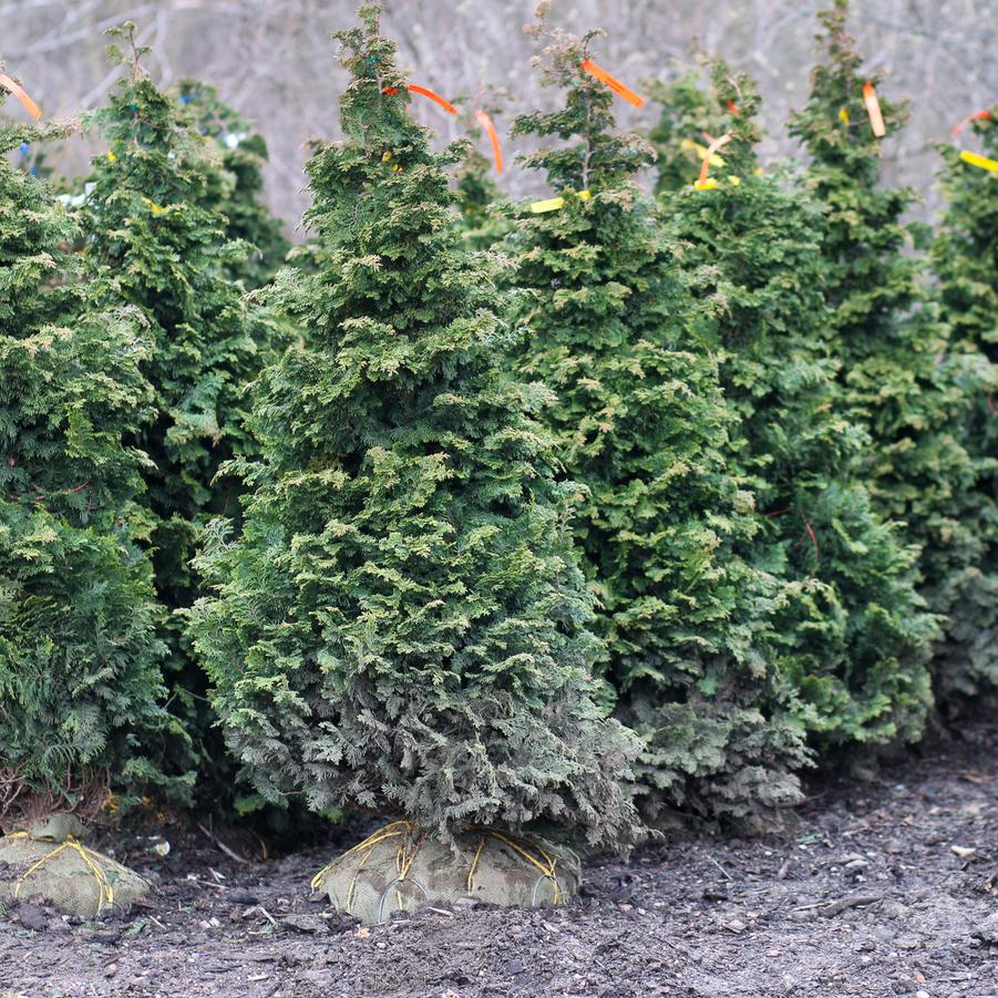 Chamaecyparis obtusa 'Gracilis' - Hinoki Falsecypress from Great Lakes Landscape Supply
