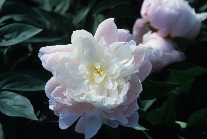 Paeonia lactiflora Mrs Franklin D Roosevelt