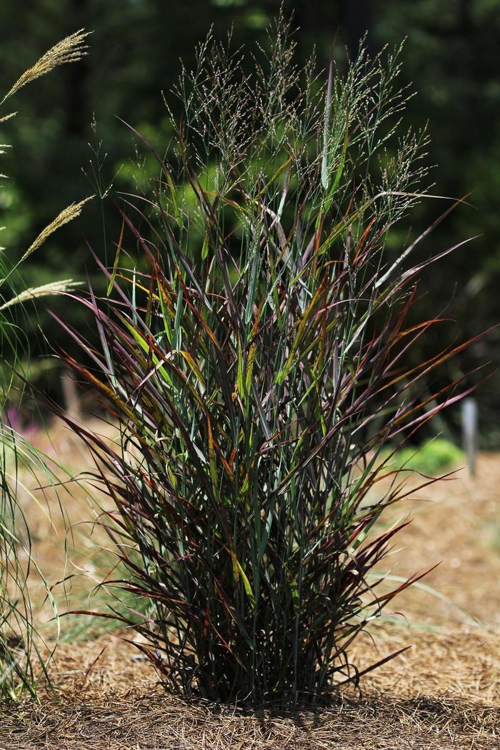Panicum virgatum Hot Rod